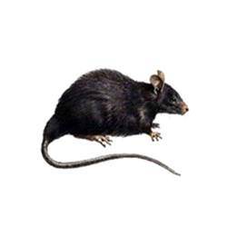 Rodent Control By GT Pest Control Pvt. Ltd.