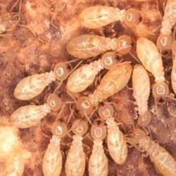 Termite Control By GT Pest Control Pvt. Ltd.