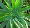 Aloe Vera Concentrate
