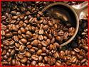 ARABICA COFFEE