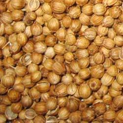 Coriander Seed