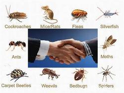 Pest Control Consultancy