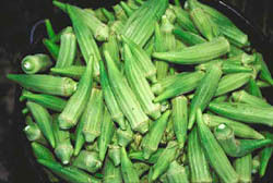Fresh Okra Vegetable