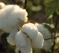 Cotton Fibre