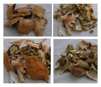 Dried Shrimp Shell