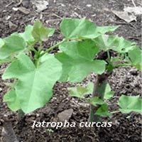 Training Program on Jatropha Seeding