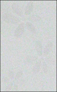 FLORA BIANCO TILES