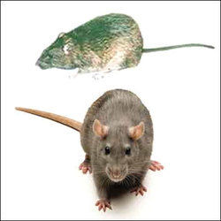 Rat & Rodent Treatment Services By Unique Pest Control