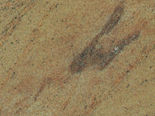 VYARA GOLD GRANITES