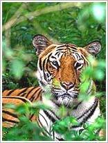 Sasangir Wildlife Sanctuary Tour