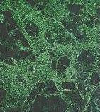 IMPERIAL GREEN MARBLE