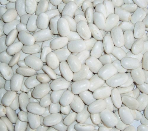 Medium White Kidney Bean