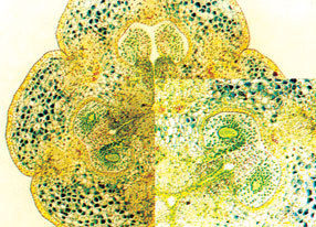 Ovary of Lilium buownii T.S.