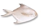 pomfret fish