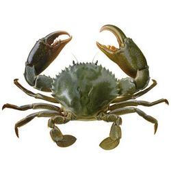 Crab