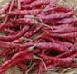 DRY CHILLIES