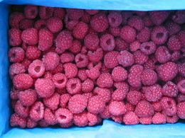 Red Raspberry