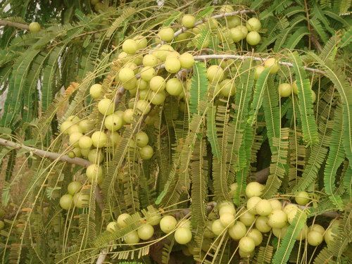 Amla