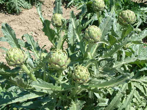 Artichoke Plant Extract