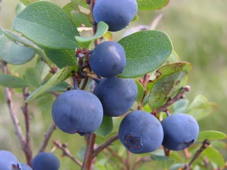 Bilberry Extract