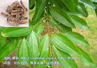 Dried Cinnamon Bark Extract