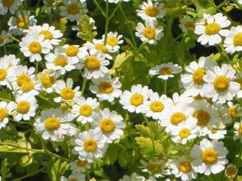 Feverfew Extract