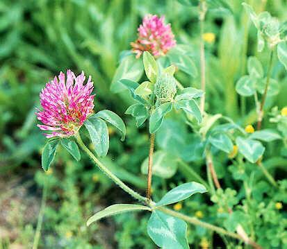 Unadulterated Dried Red Clover Extract