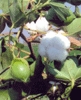 Cotton Seeds