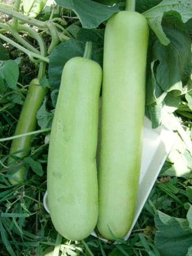 HYBRID BOTTLE GOURD SEEDS