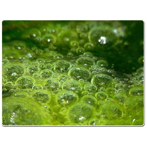 Algae Photo Bioreactor