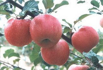 Common Fresh Fuji Red Apple