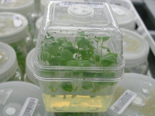 Glass Tissue Culture Container