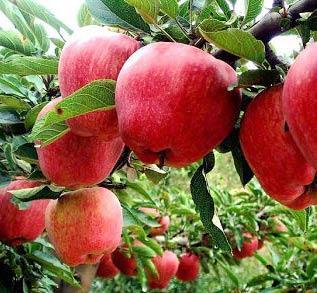 Red Paper Bagged Qinguan Apples - China Apple, FUJI Apple