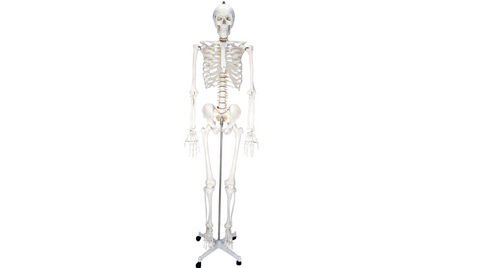 Educational Use Pvc Skeleton Good Quality