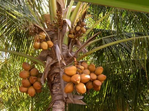 High Grade Fresh Coconut