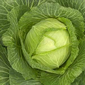 Cabbage