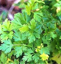 100% Natural Fresh Parsley Leaves