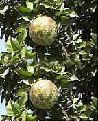 Aegle Marmelos Linn