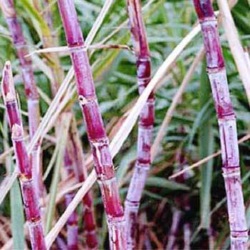 100% Natural And Pure Organic Sweet Sugar Cane