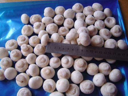 White High Grade Iqf Mushroom