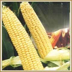 Maize - Superior Quality Yellow and White Kernels | Delivered in Gunny Bags Within 15 Days