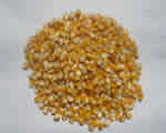 Organic Maize