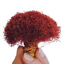 Dried Pure And Natural Saffron