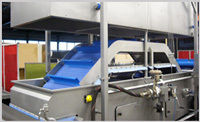 Production Machines For Mozzarella Cheese