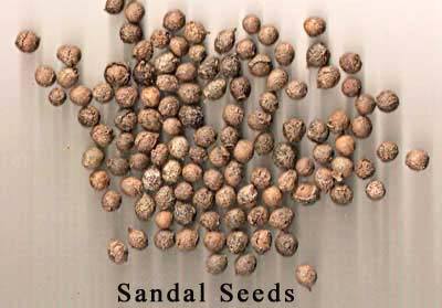 Sandal Seeds