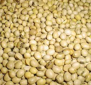 Dried Soya Beans Seeds