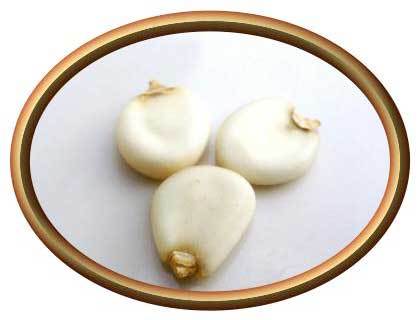 Common Organic White Maize Seeds