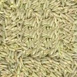 Highly Nutritious Cumin Seeds