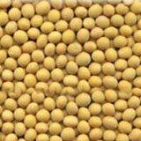 Organic Yellow Soybean Seed