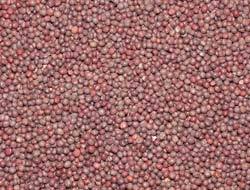 Red Color Dried Mustard Seed